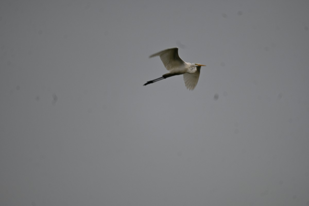 Medium Egret - ML646777637