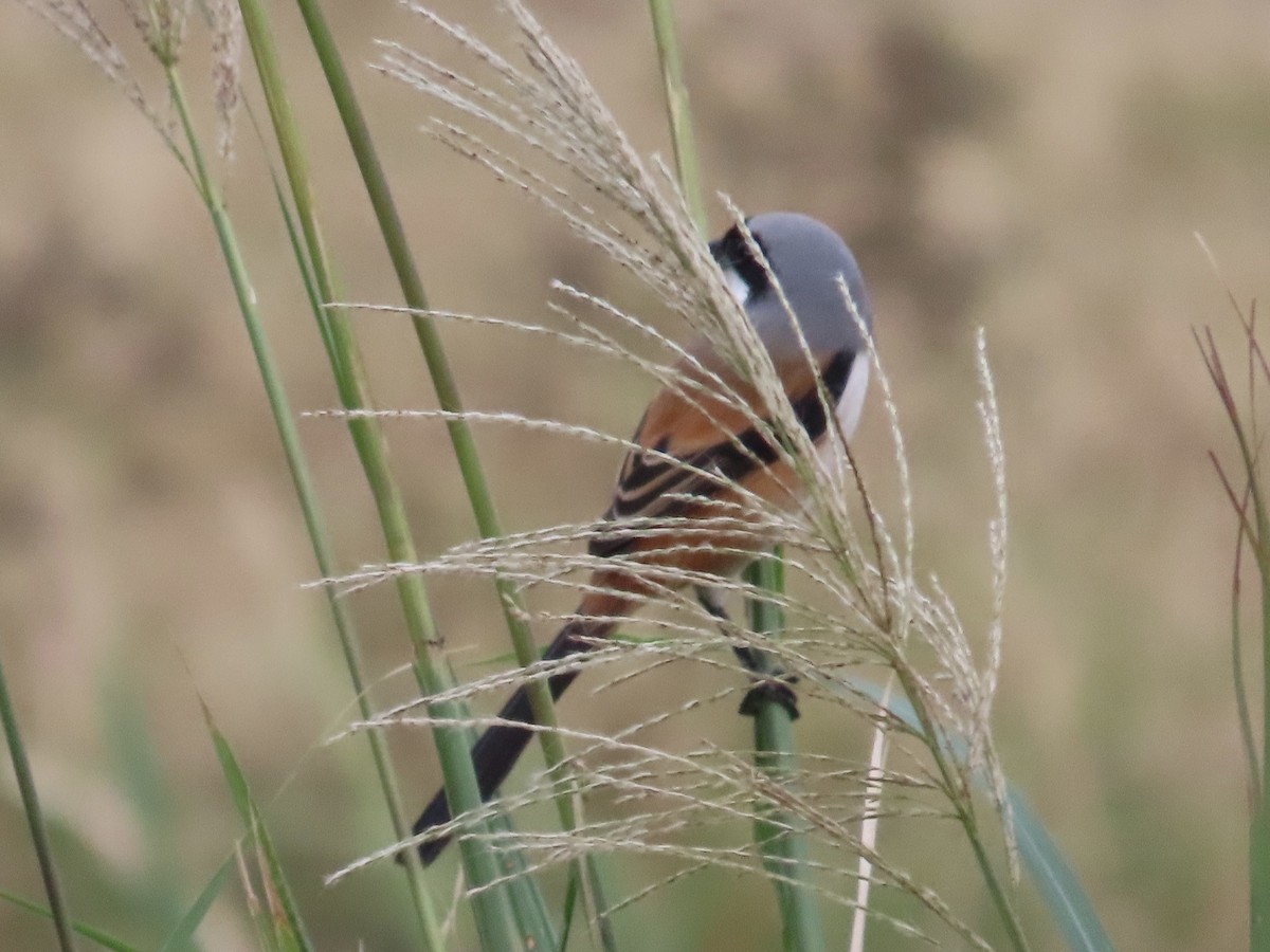Long-tailed Shrike - ML646777638