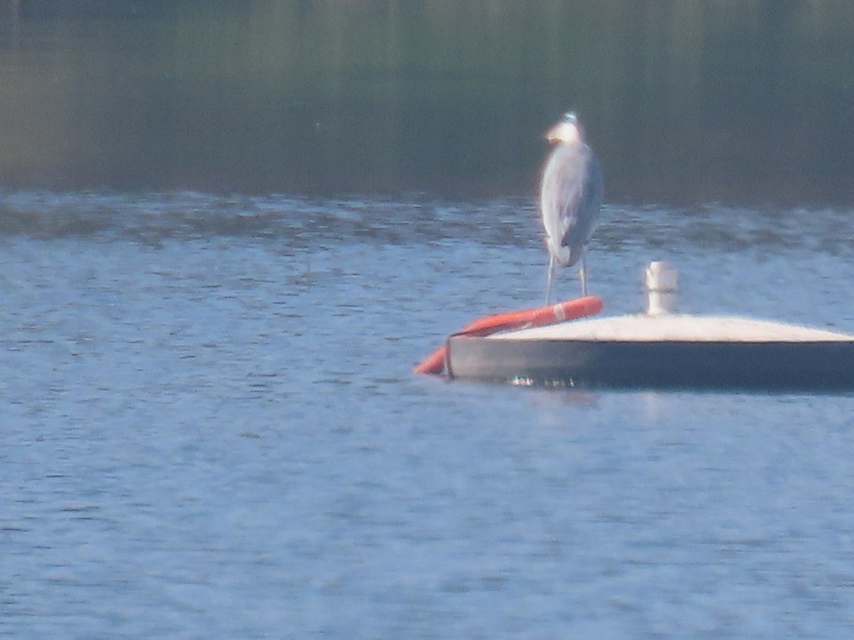 Gray Heron - ML646777639