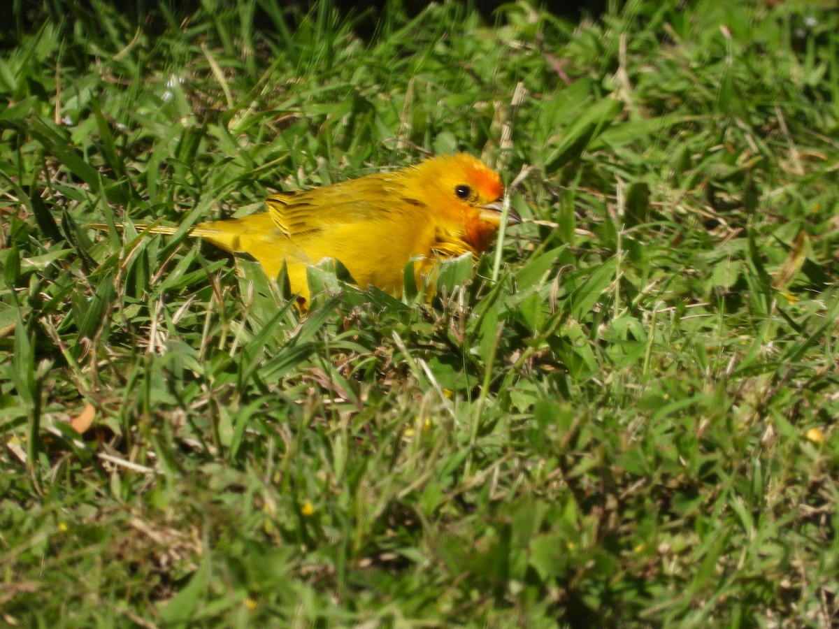 Saffron Finch - ML646777640