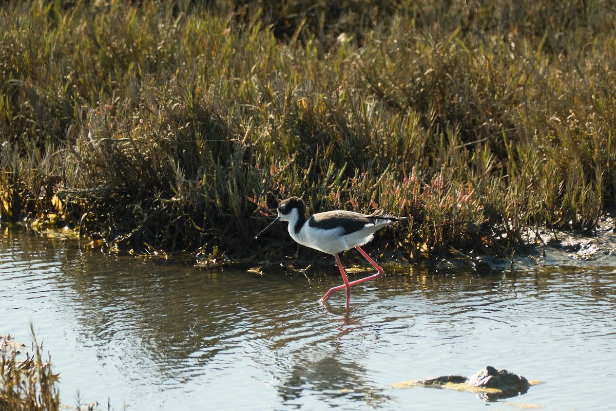 Black-necked Stilt - ML646777642
