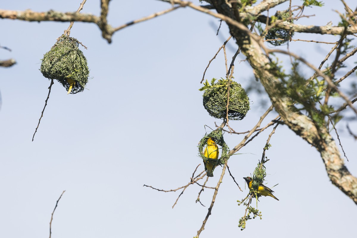 Village Weaver (Spot-backed) - ML646777643