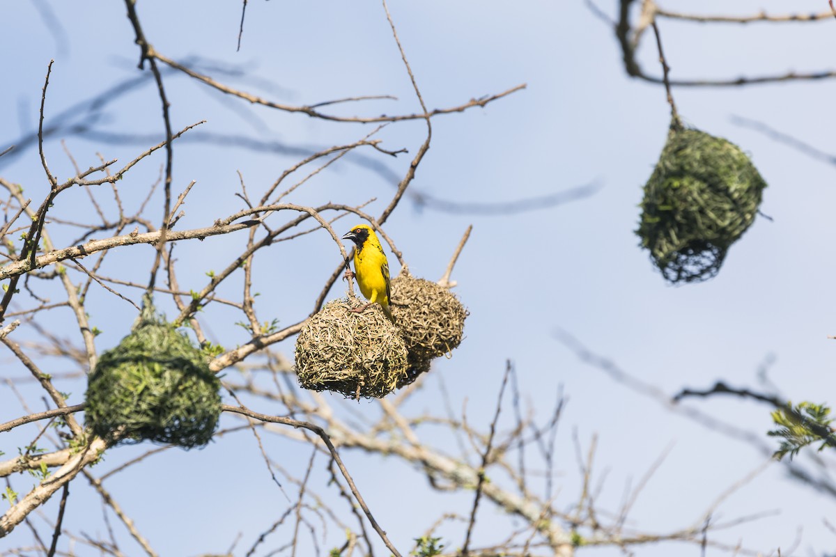 Village Weaver (Spot-backed) - ML646777644
