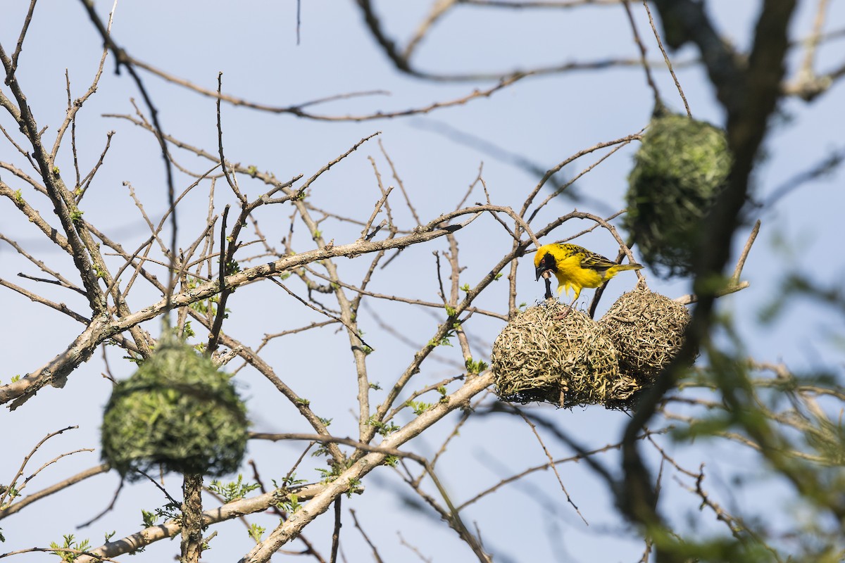Village Weaver (Spot-backed) - ML646777645