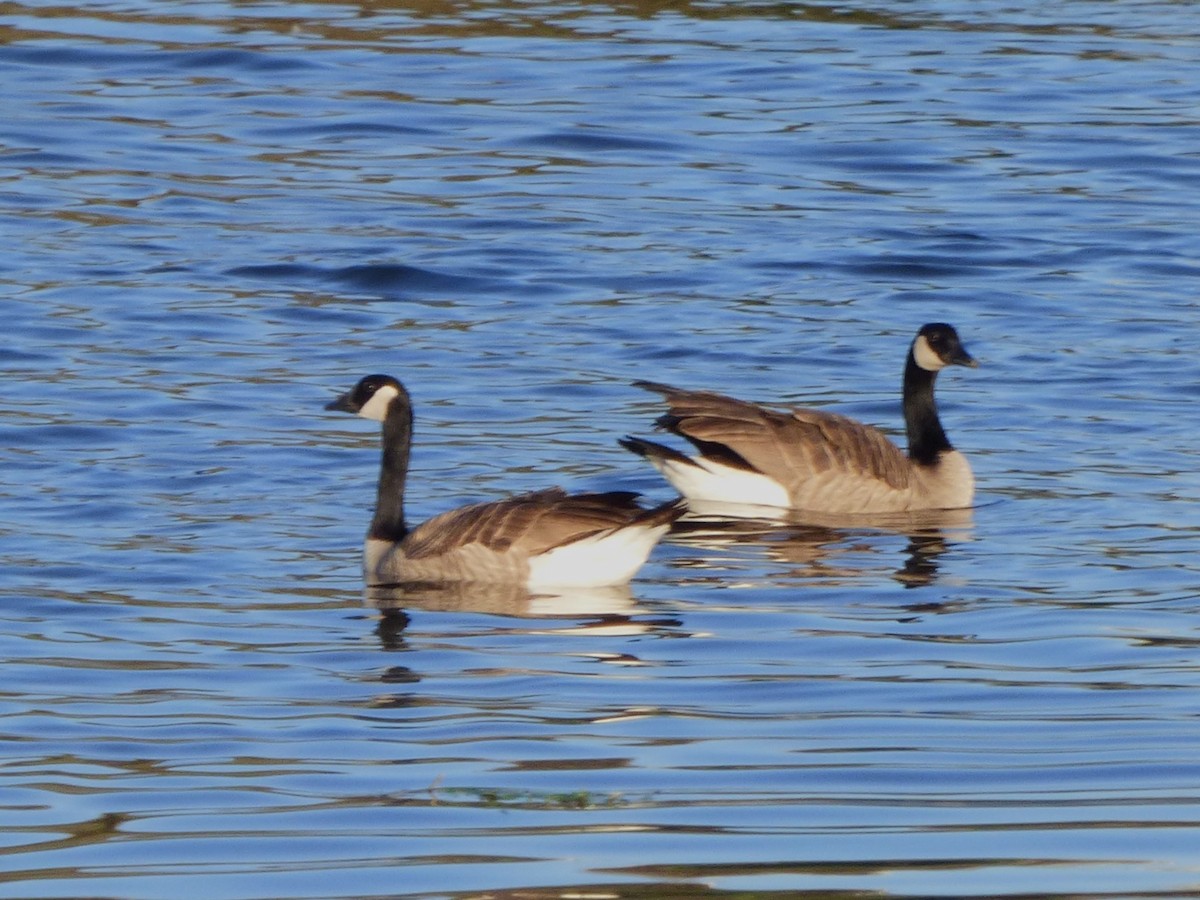 Canada Goose - ML646777646