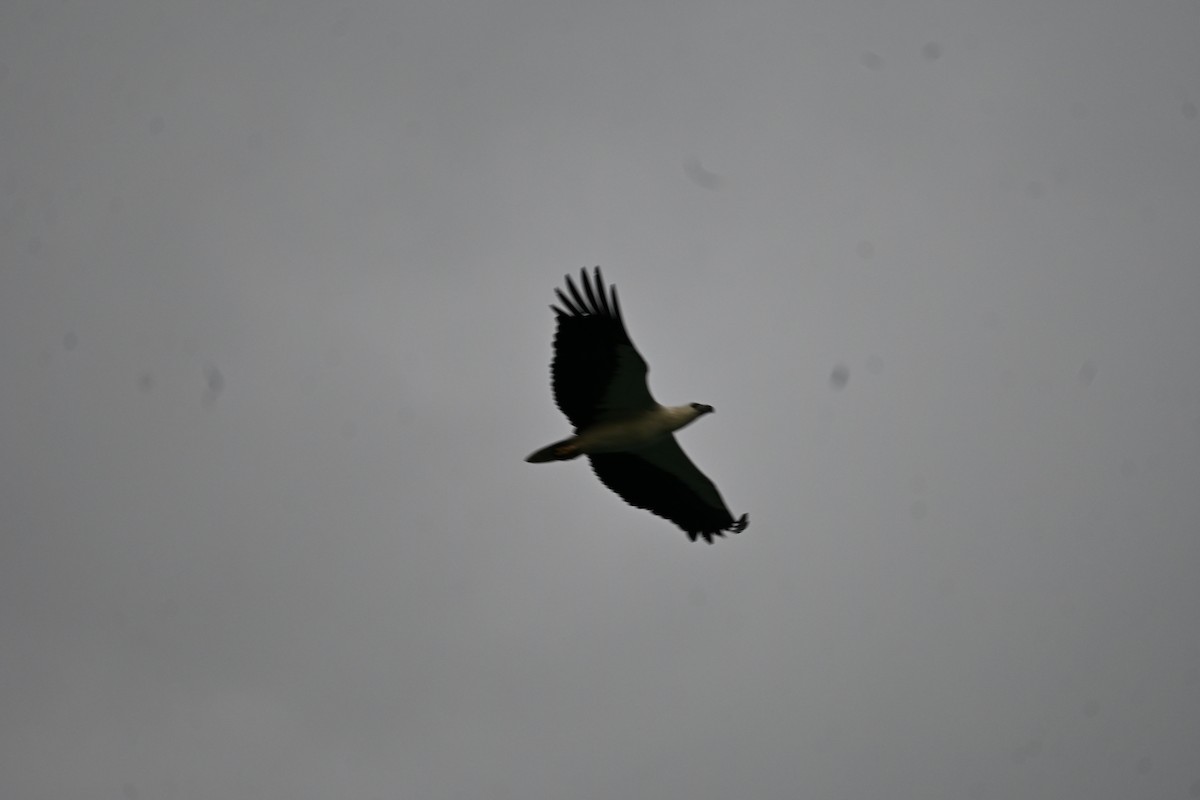 White-bellied Sea-Eagle - ML646777647