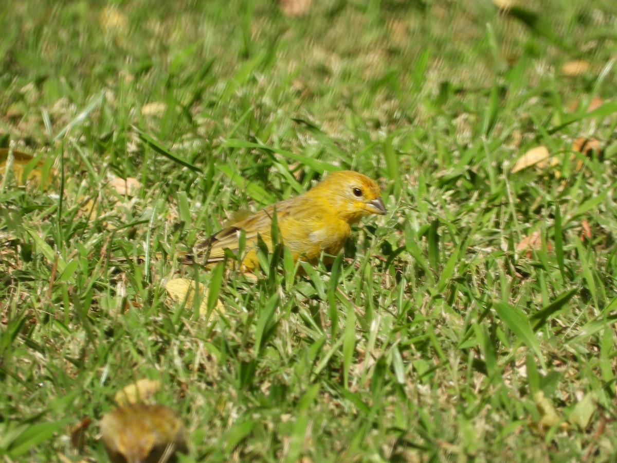 Saffron Finch - ML646777648