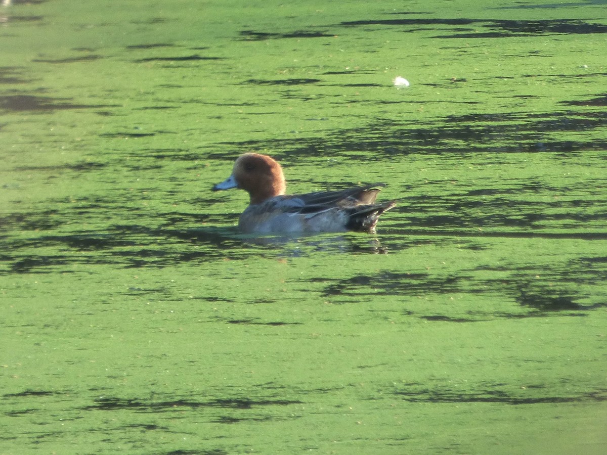 Canard siffleur - ML646777649