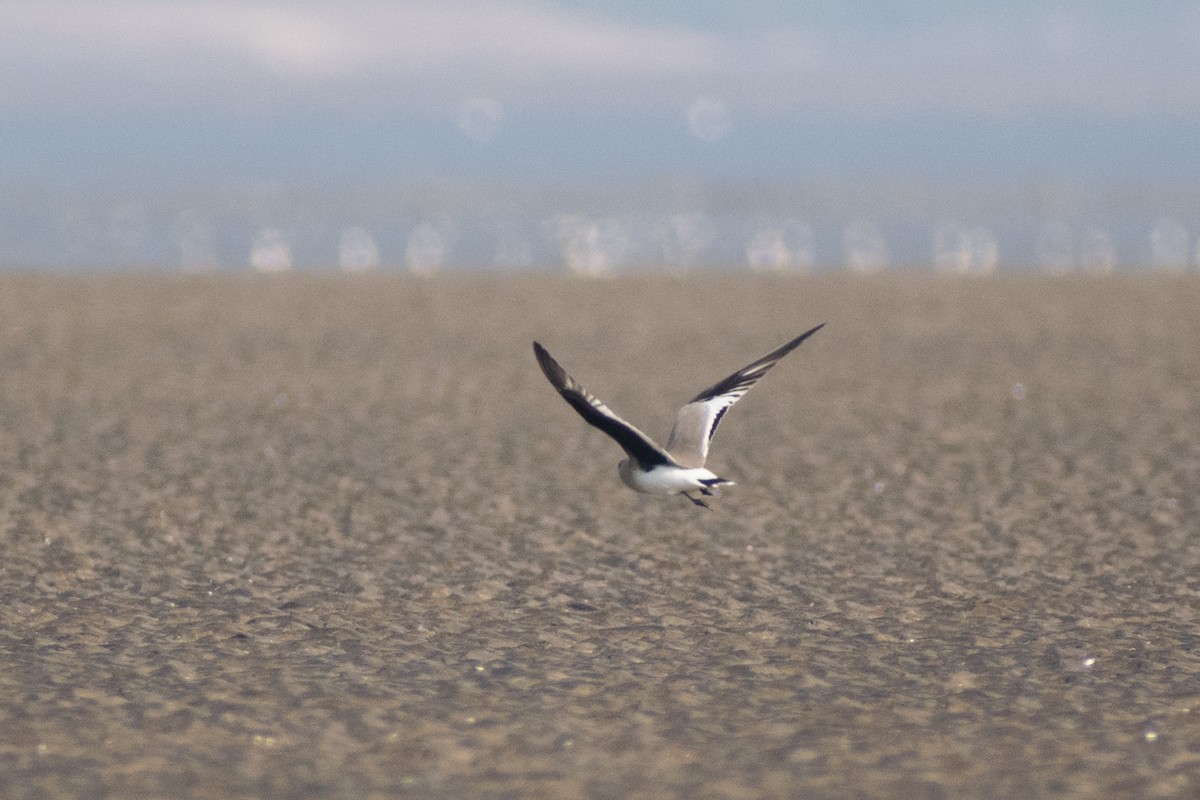 Small Pratincole - ML646777650