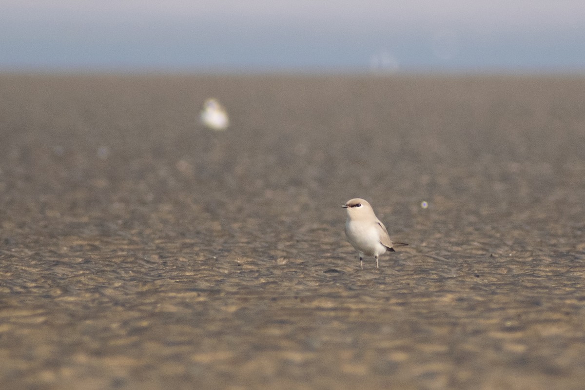 Small Pratincole - ML646777651