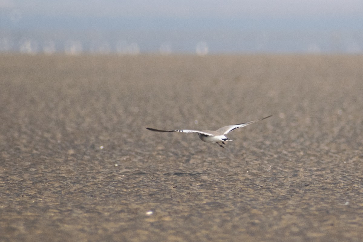 Small Pratincole - ML646777653