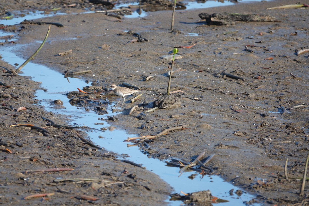 Siberian Sand-Plover - ML646777655