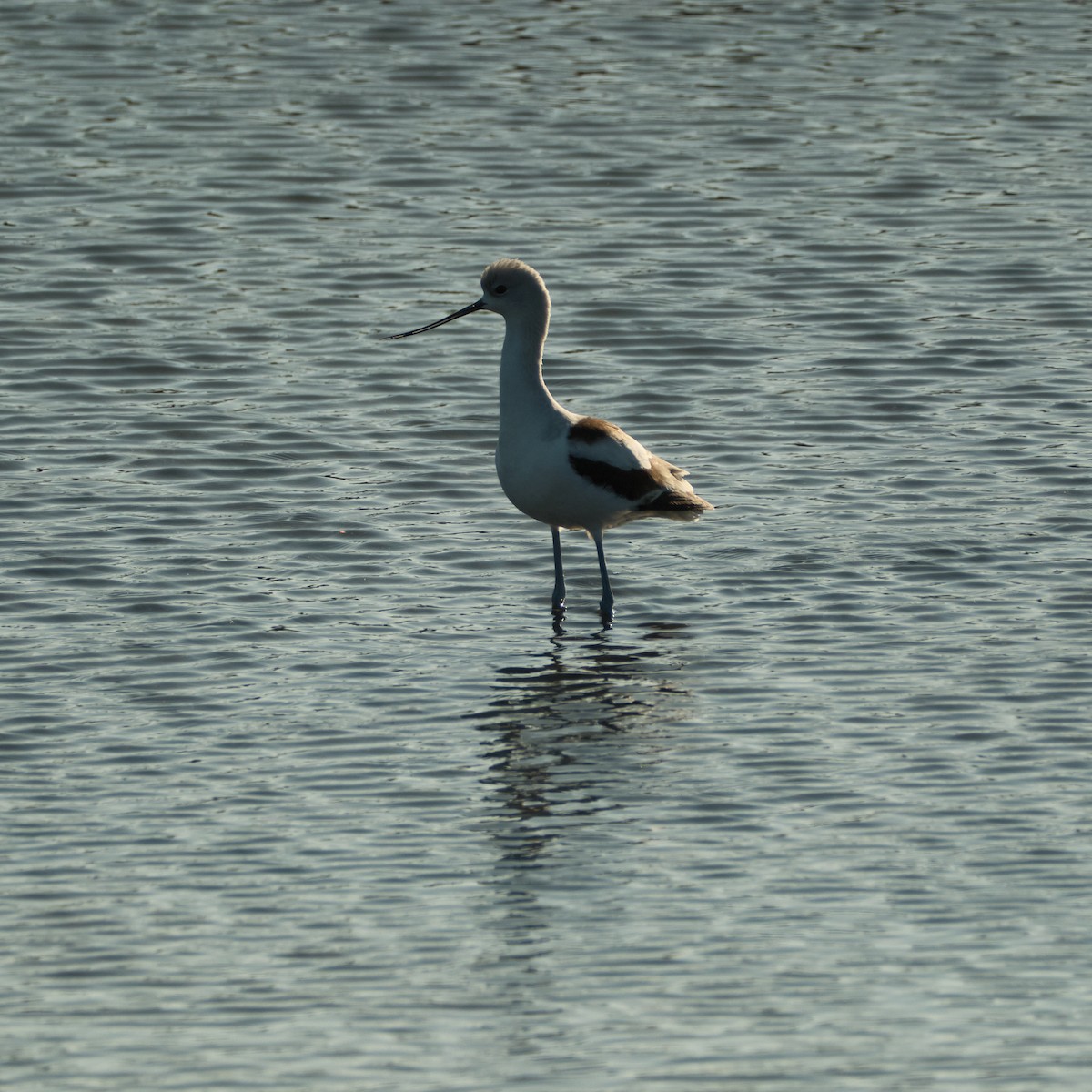American Avocet - ML646777656