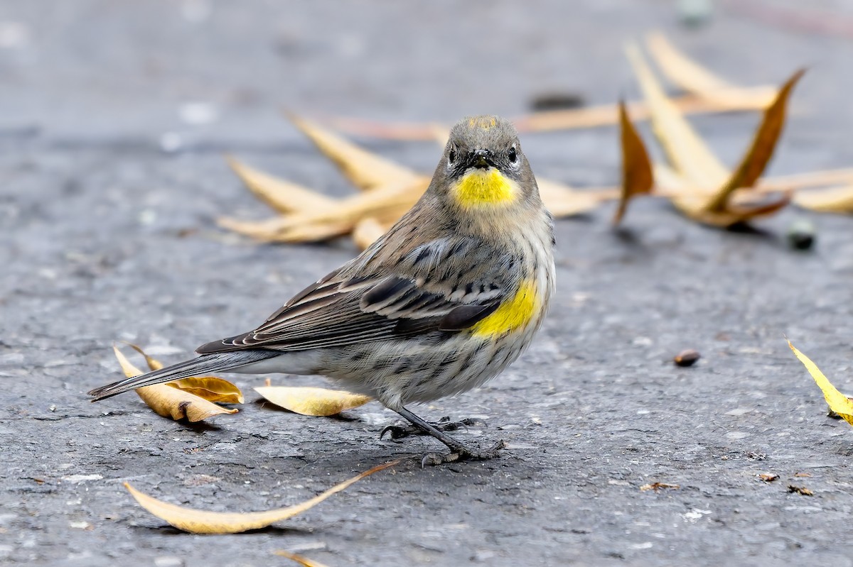 Yellow-rumped Warbler - ML646777658
