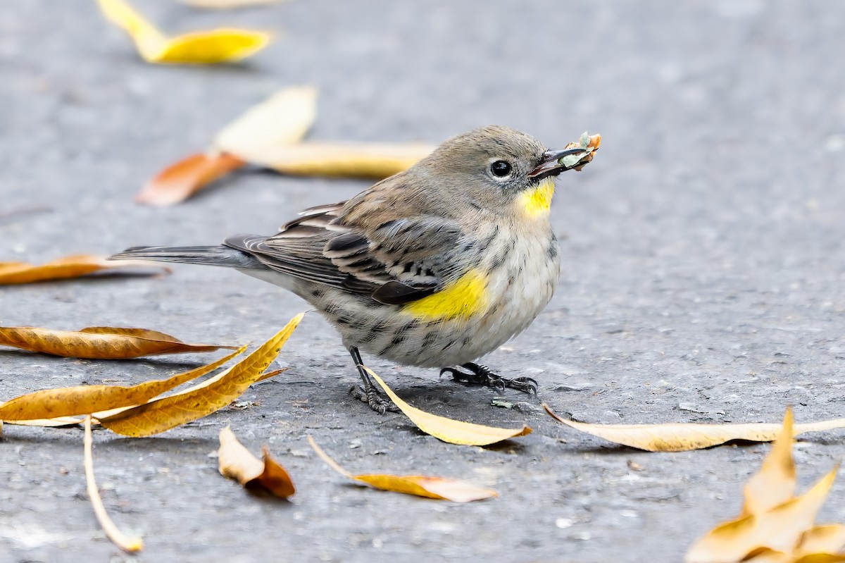 Yellow-rumped Warbler - ML646777659