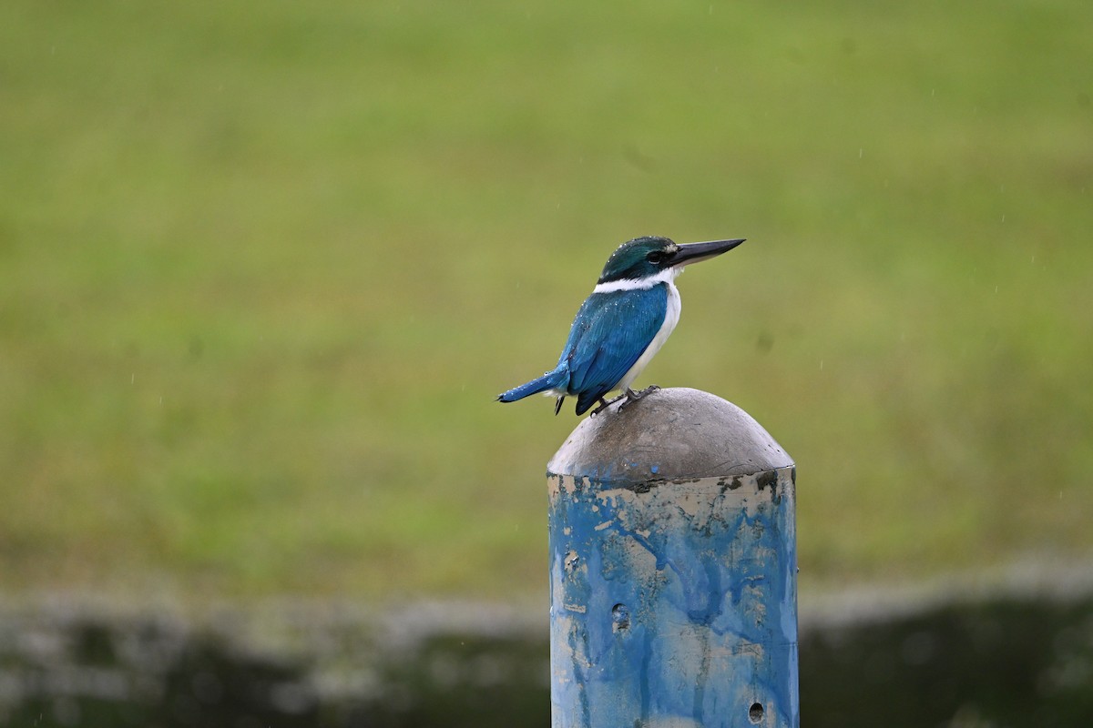 jadeisfugl - ML646777664