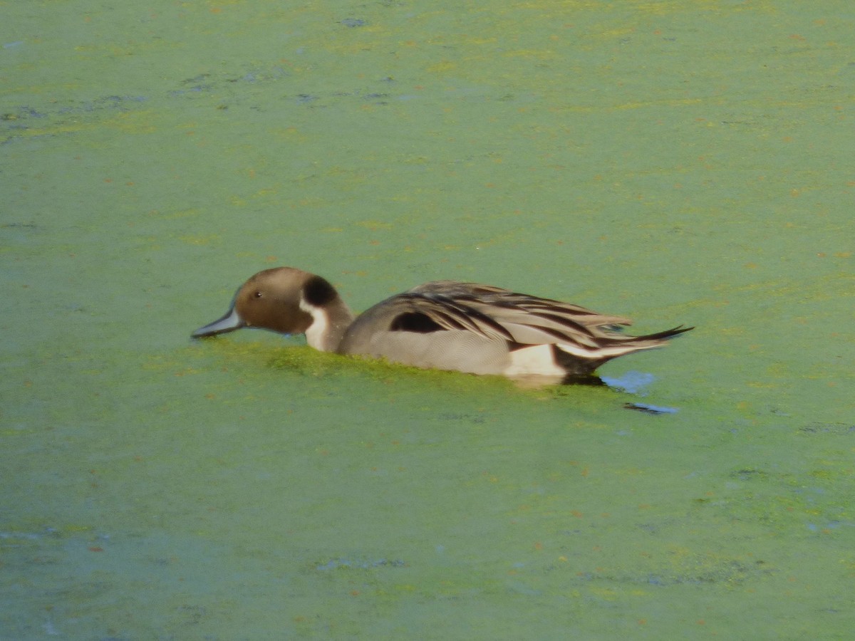 ברווז חד-זנב - ML646777665