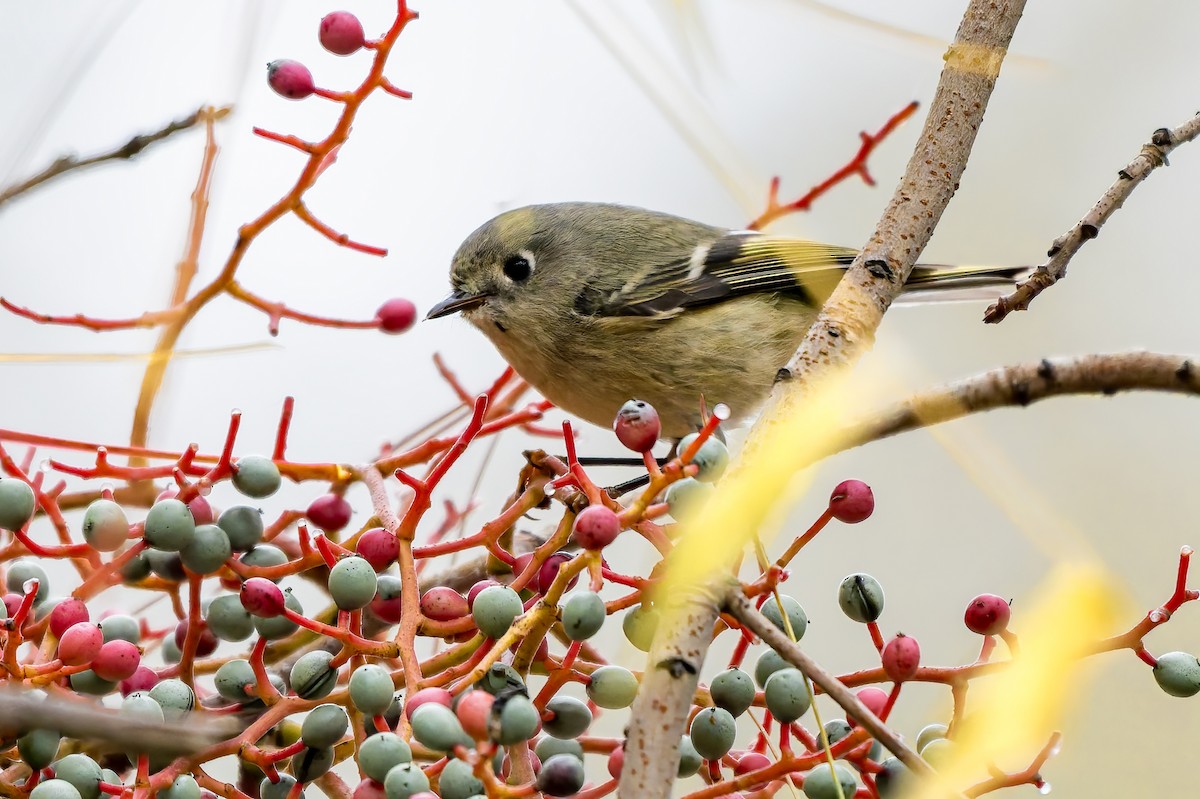 Ruby-crowned Kinglet - ML646777666
