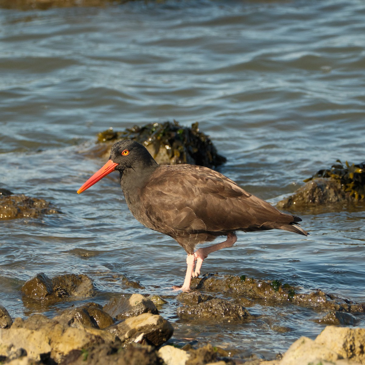 Black Oystercatcher - ML646777667