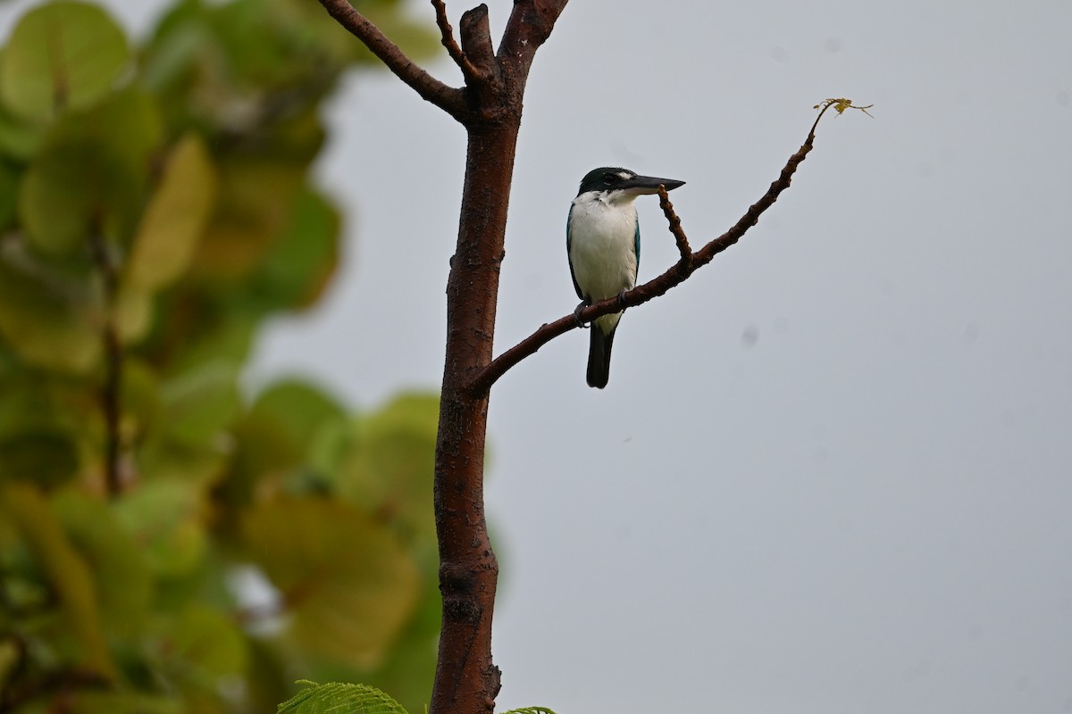 jadeisfugl - ML646777670