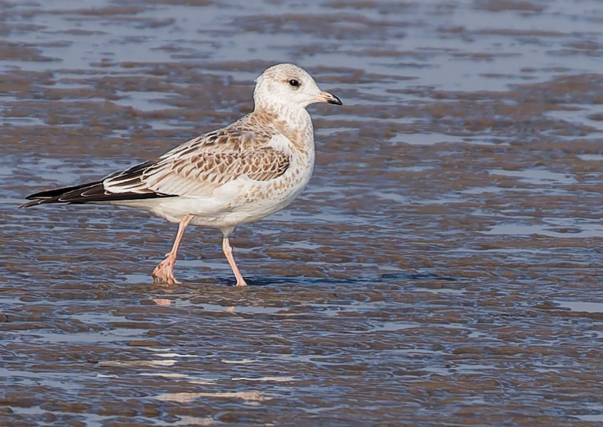 Common Gull (Russian) - ML646777671