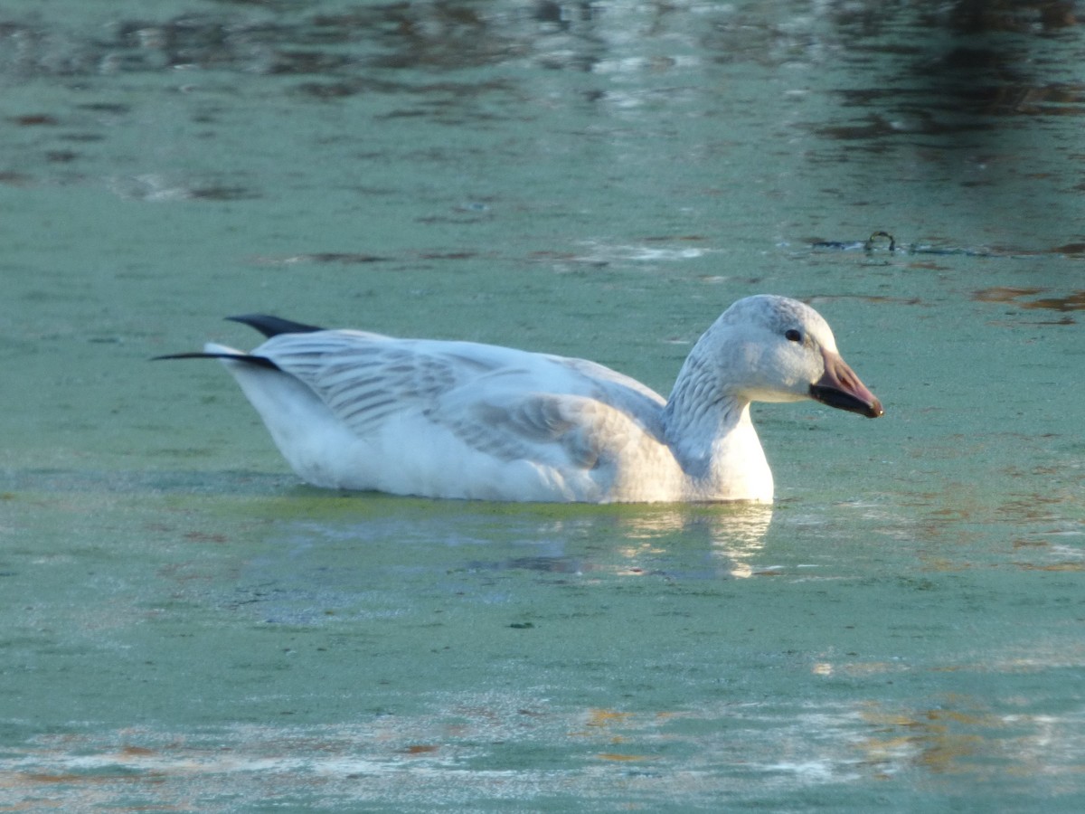 אווז שלג - ML646777673