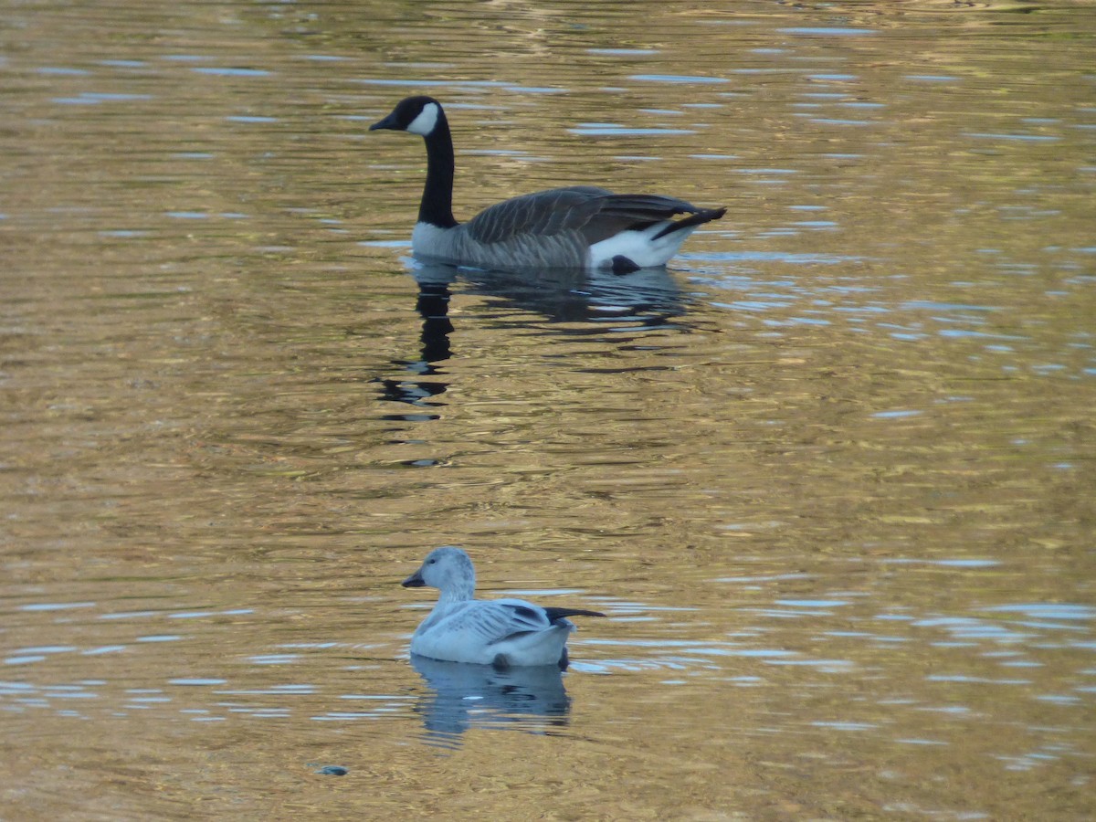 אווז שלג - ML646777674