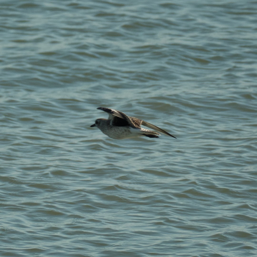 Black-bellied Plover - ML646777675