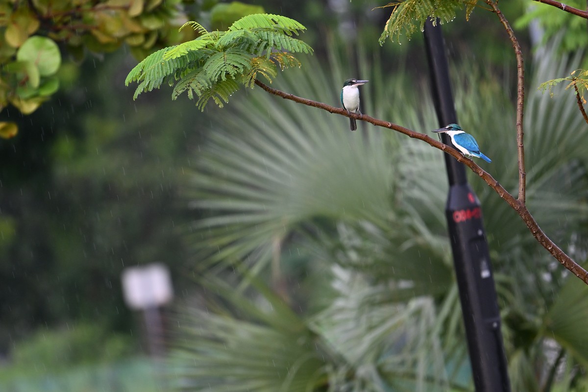 jadeisfugl - ML646777677