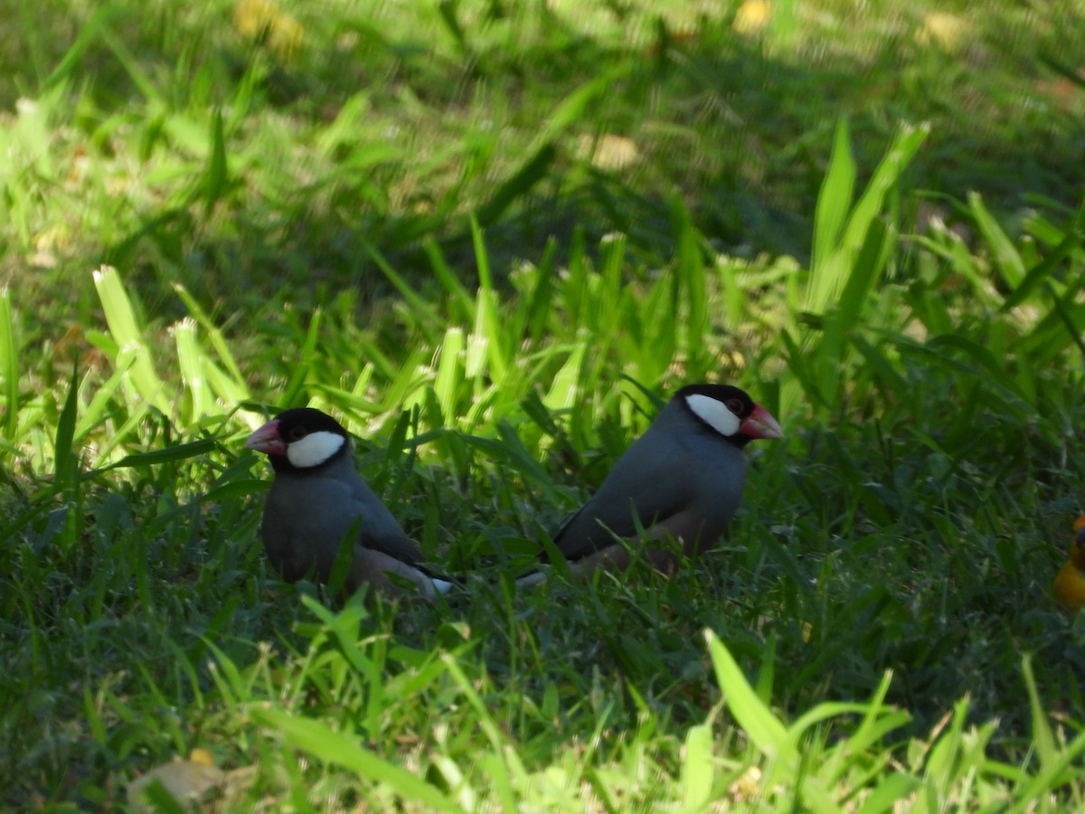 Capuchino Arrocero de Java - ML646777680