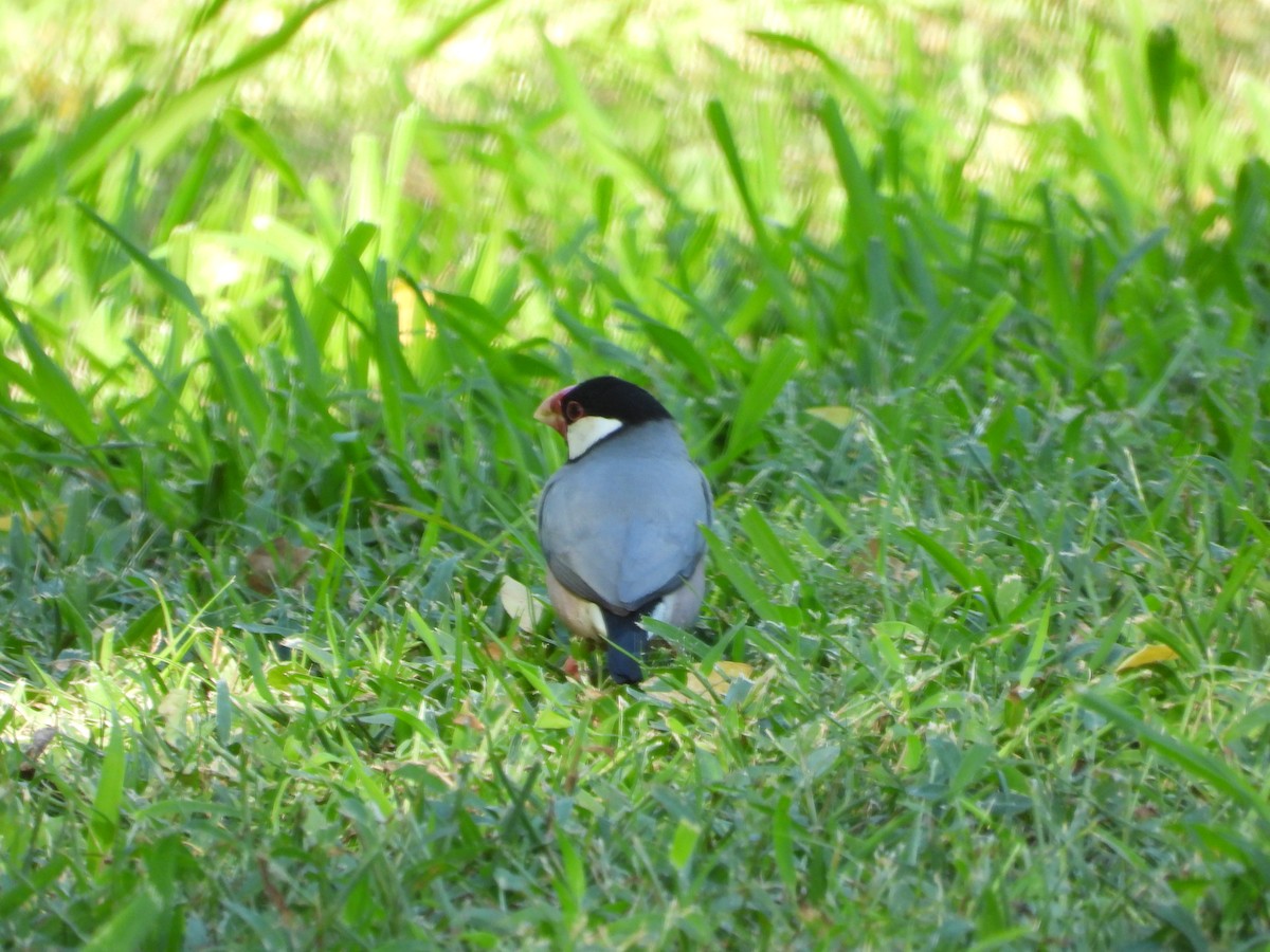 Capuchino Arrocero de Java - ML646777681
