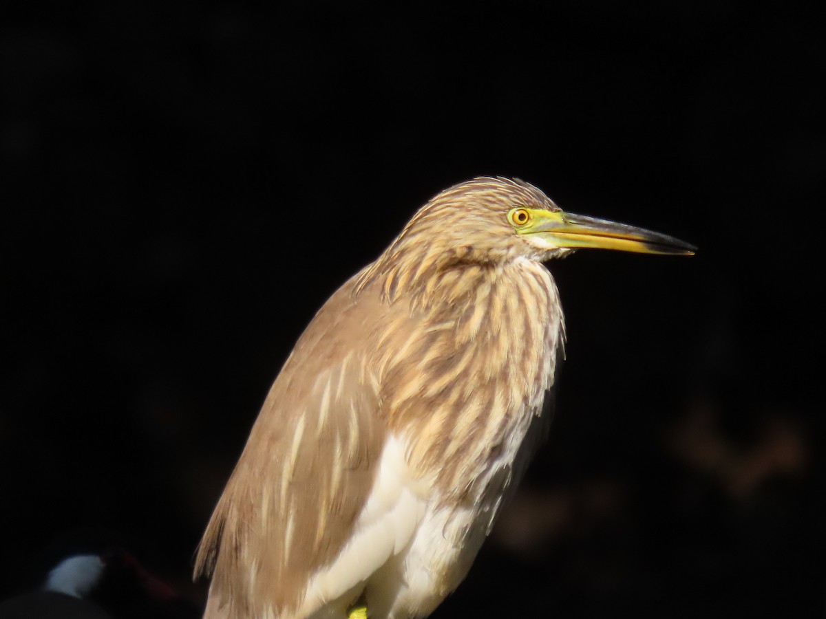 Indian Pond-Heron - ML646777682