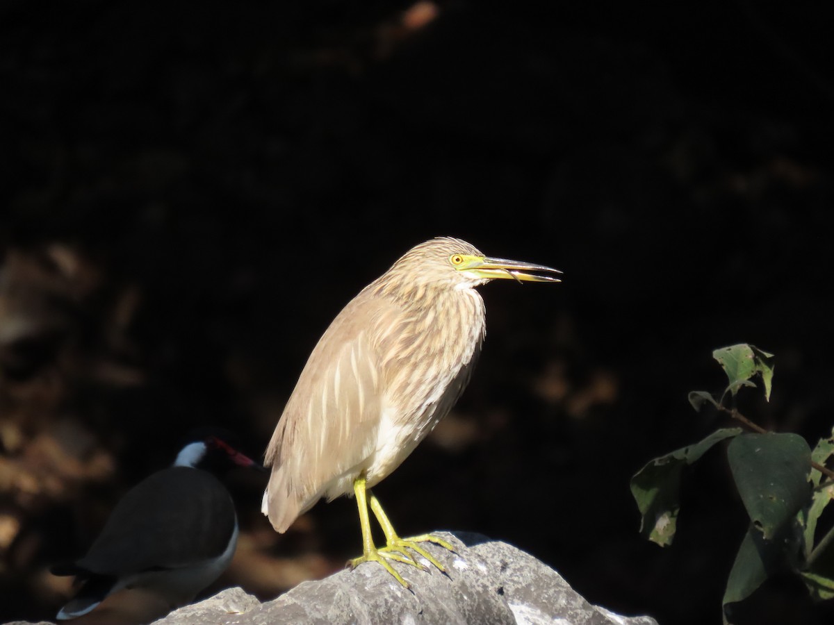 Indian Pond-Heron - ML646777683