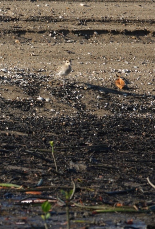 Pacific Golden-Plover - ML646777684