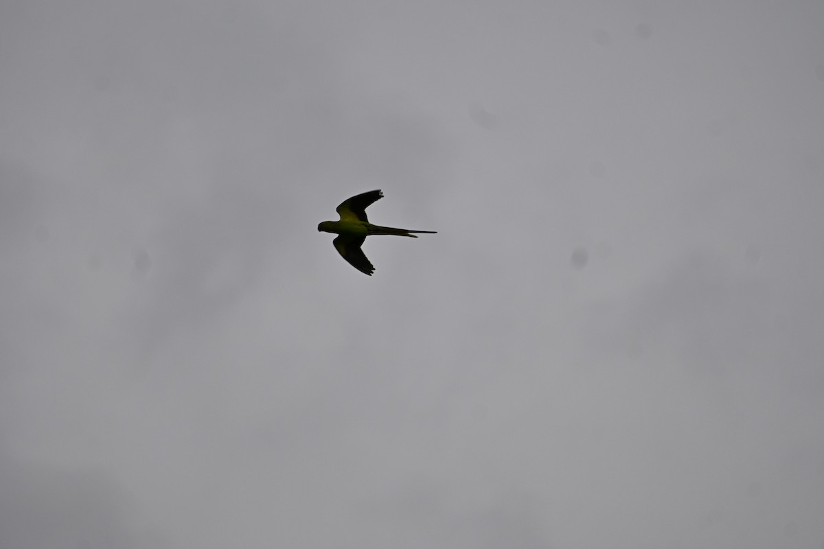 halsbåndparakitt - ML646777687