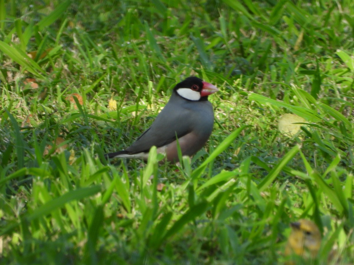 Capuchino Arrocero de Java - ML646777690