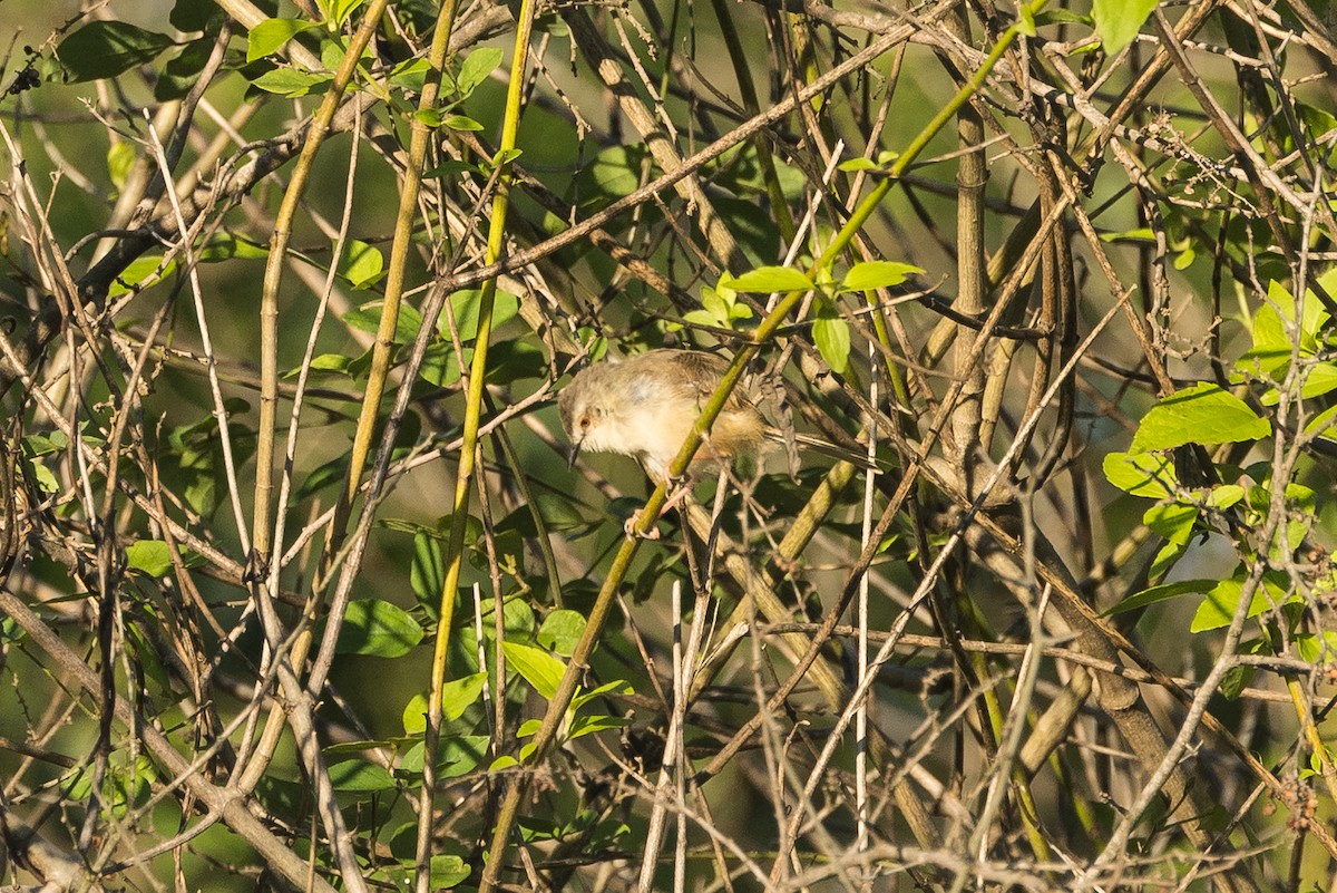 Prinia Modesta - ML646777691
