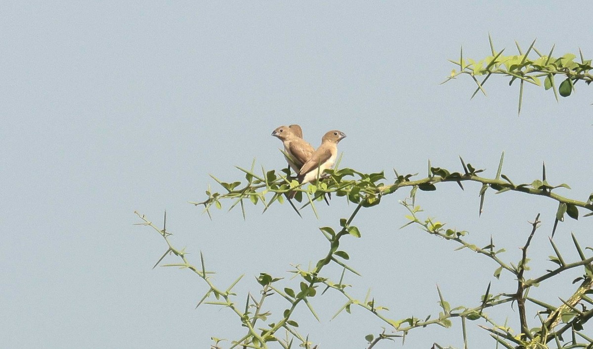 savannesølvnebb - ML646777695