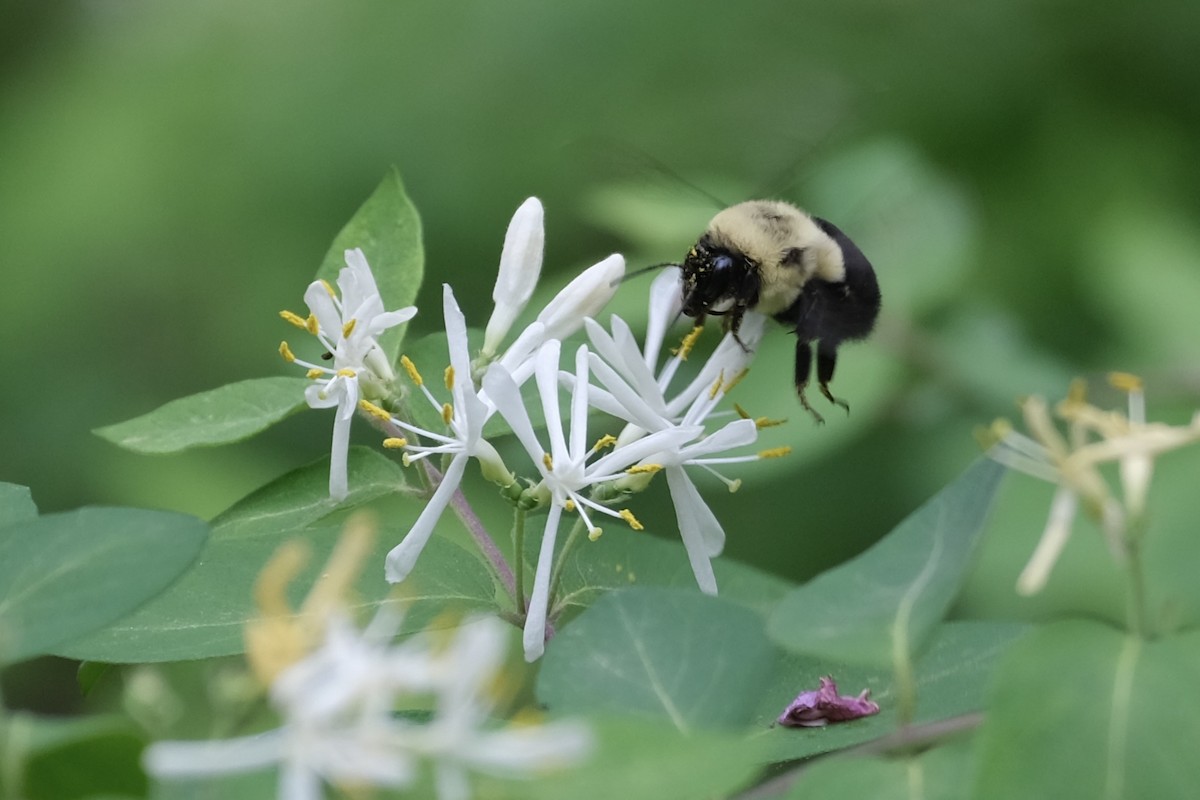 Common Eastern Bumblebee - ML646777697