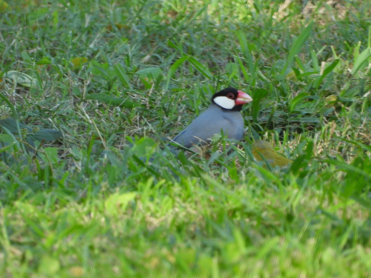 Capuchino Arrocero de Java - ML646777698
