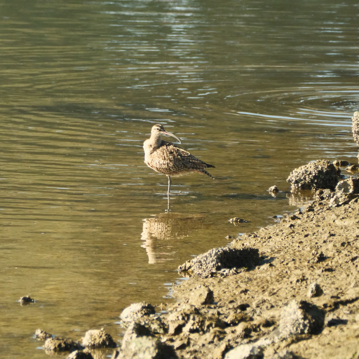 Hudsonian Whimbrel - ML646777699