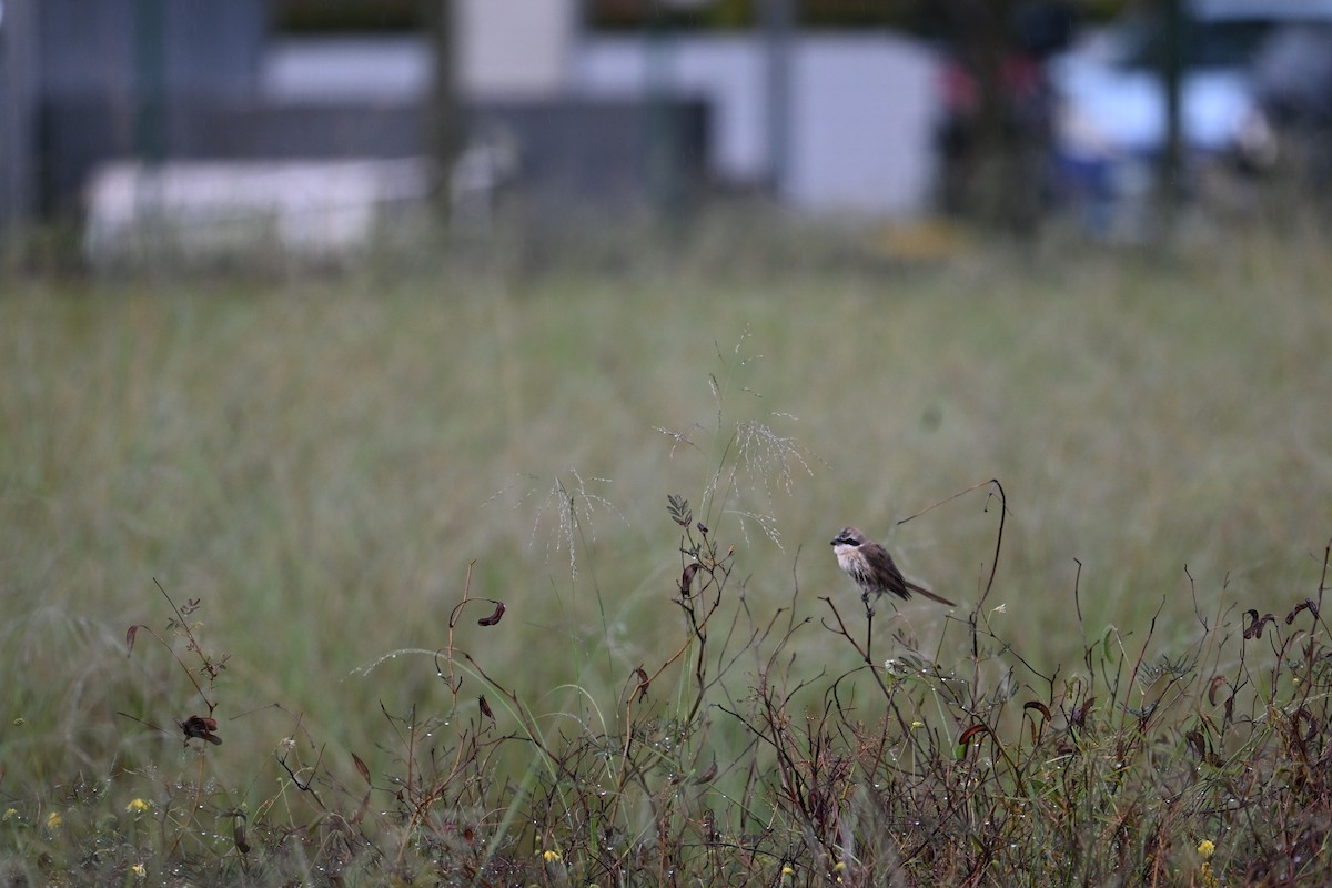 ub. varsler (laniidae sp.) - ML646777700