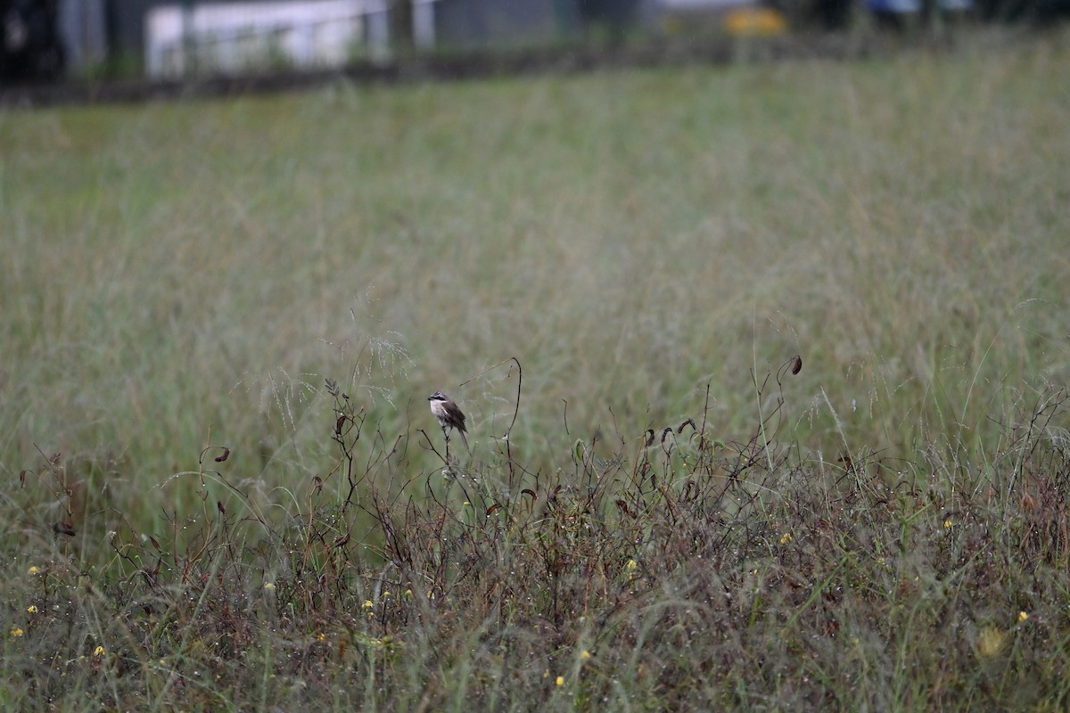 ub. varsler (laniidae sp.) - ML646777705