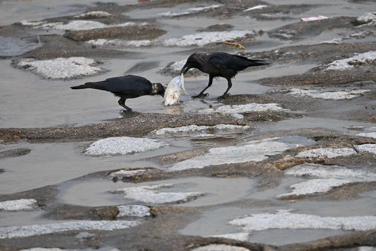 huskråke - ML646777716