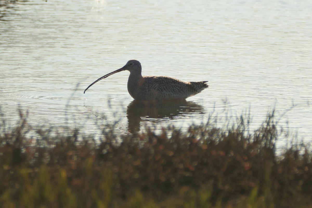 Long-billed Curlew - ML646777720