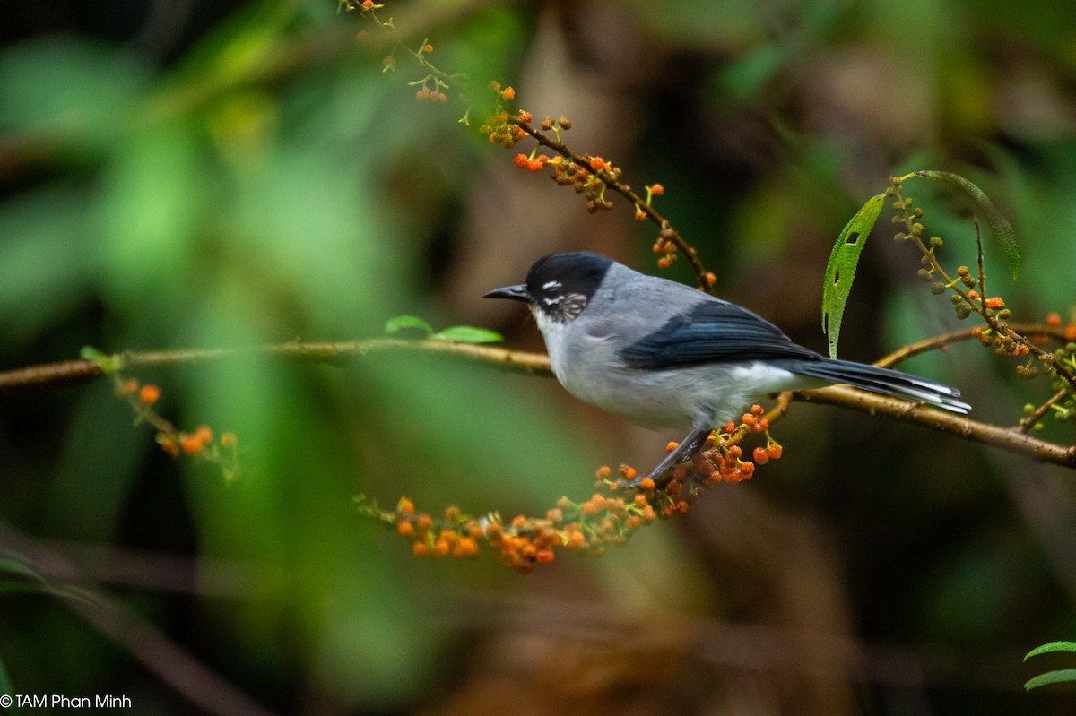 Kara Başlı Sibya - ML646777721