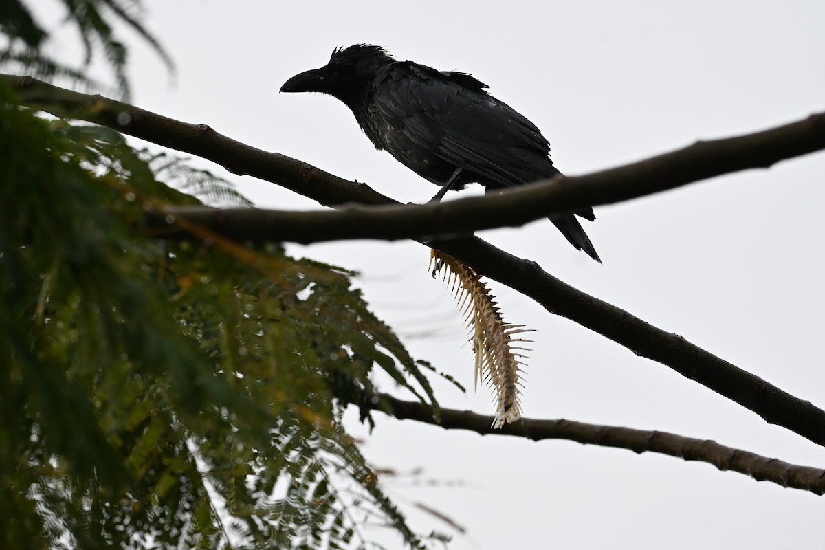 huskråke - ML646777722