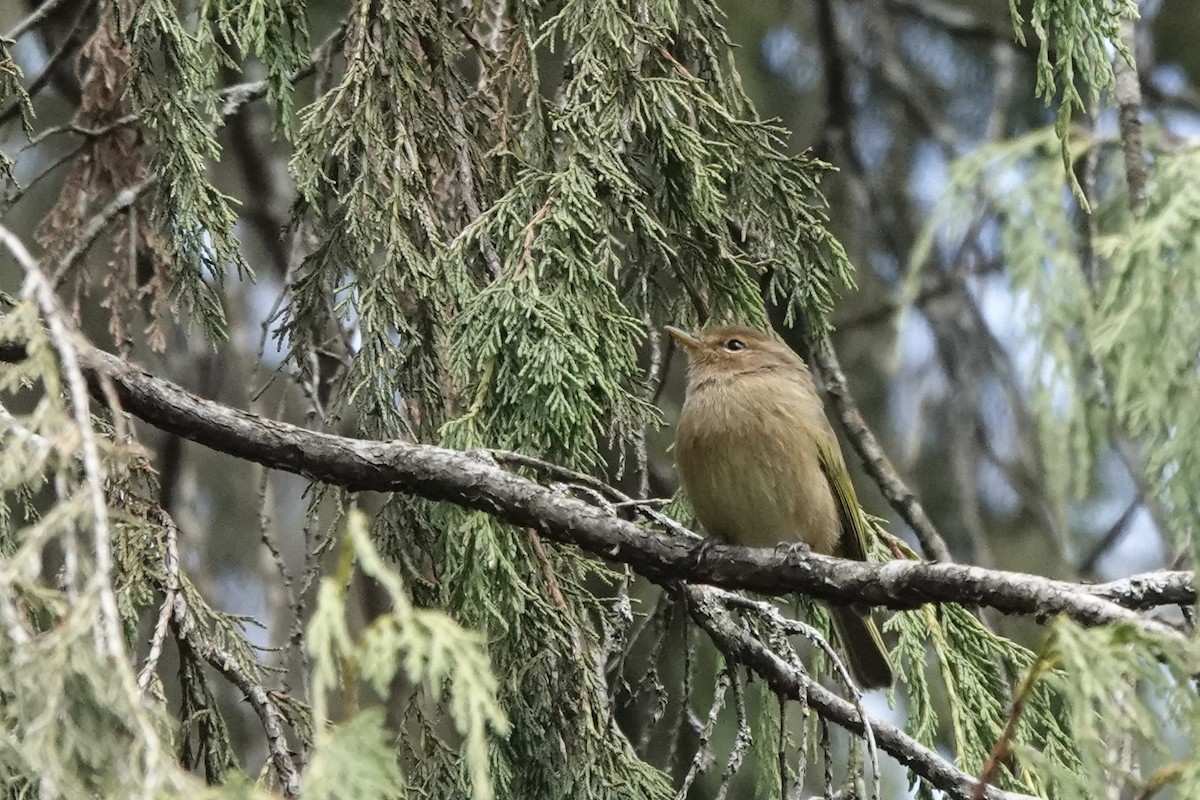 Brown Woodland-Warbler - ML646777723