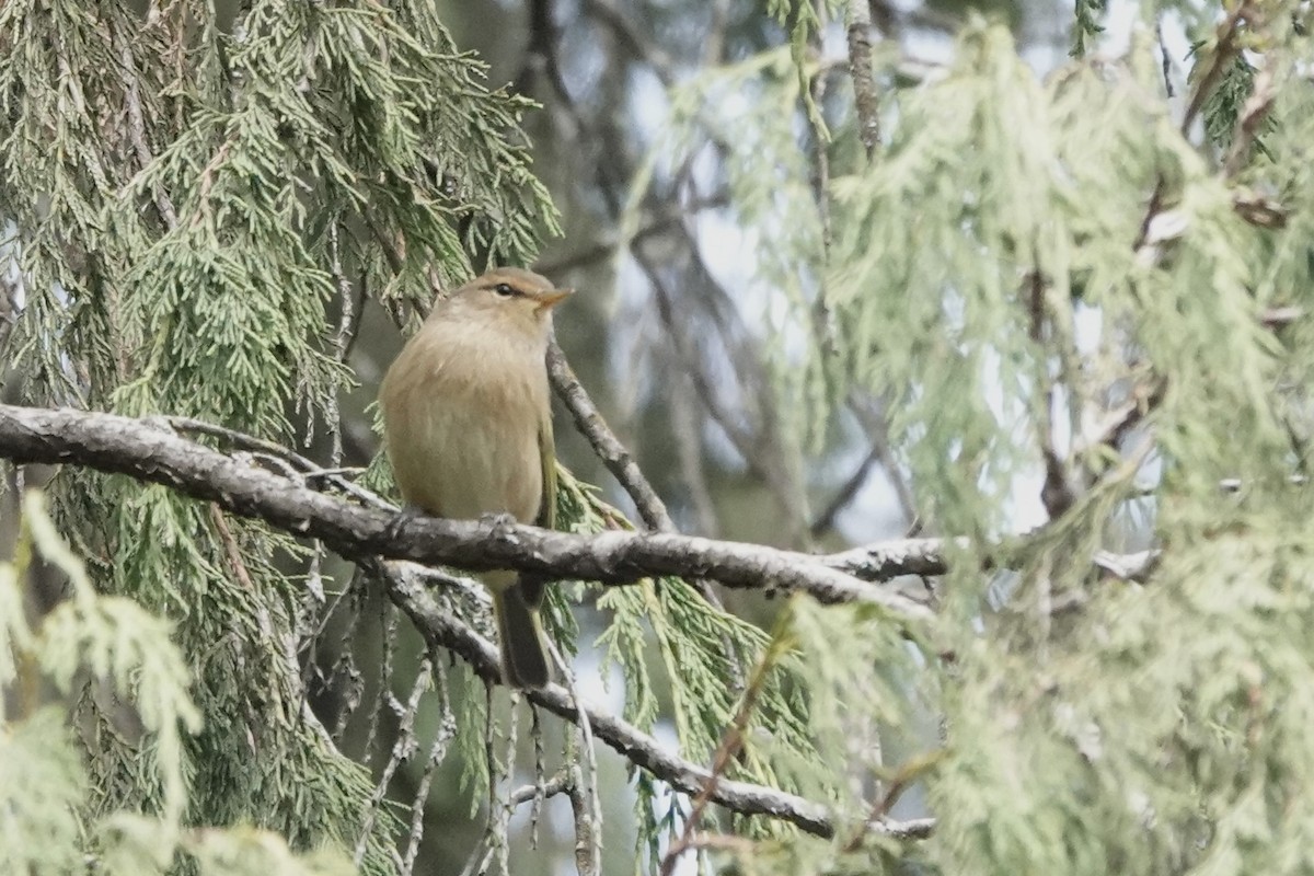 Brown Woodland-Warbler - ML646777726