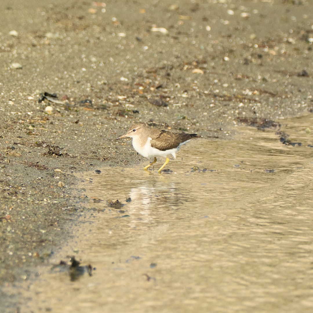 Spotted Sandpiper - ML646777729